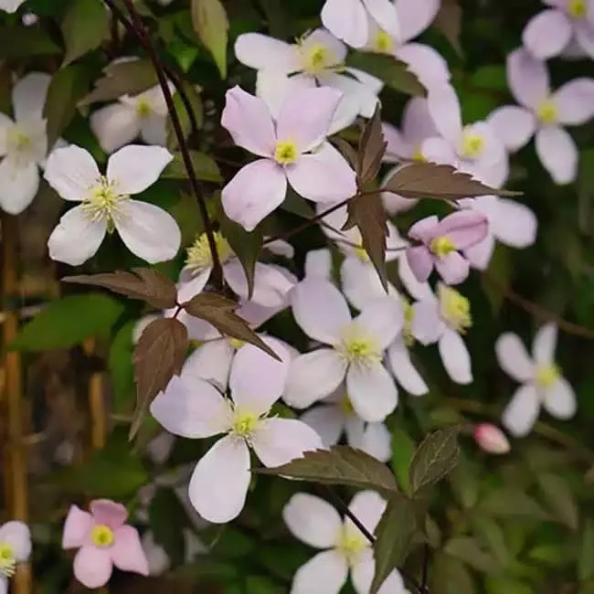 Clématite 'Rubens' - clematis montana