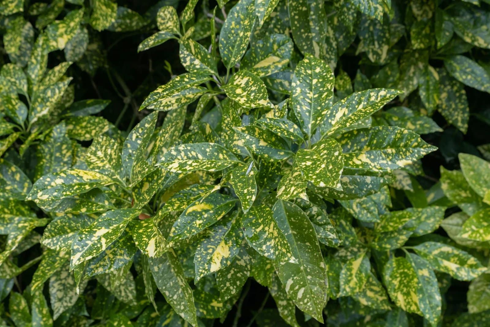 AUCUBA japonica ‘Crotonifolia’ / Aucuba du Japon - Photo 1