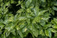 AUCUBA japonica ‘Crotonifolia’ / Aucuba du Japon - Photo 1