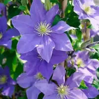 CLEMATIS 'Fuji Musume' - Clématite 'Fuji Musume' - Photo 1