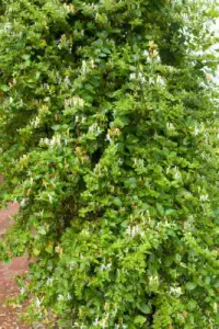 LONICERA japonica ‘Halliana’ / Chèvrefeuille du Japon 'Halliana' - Photo 3