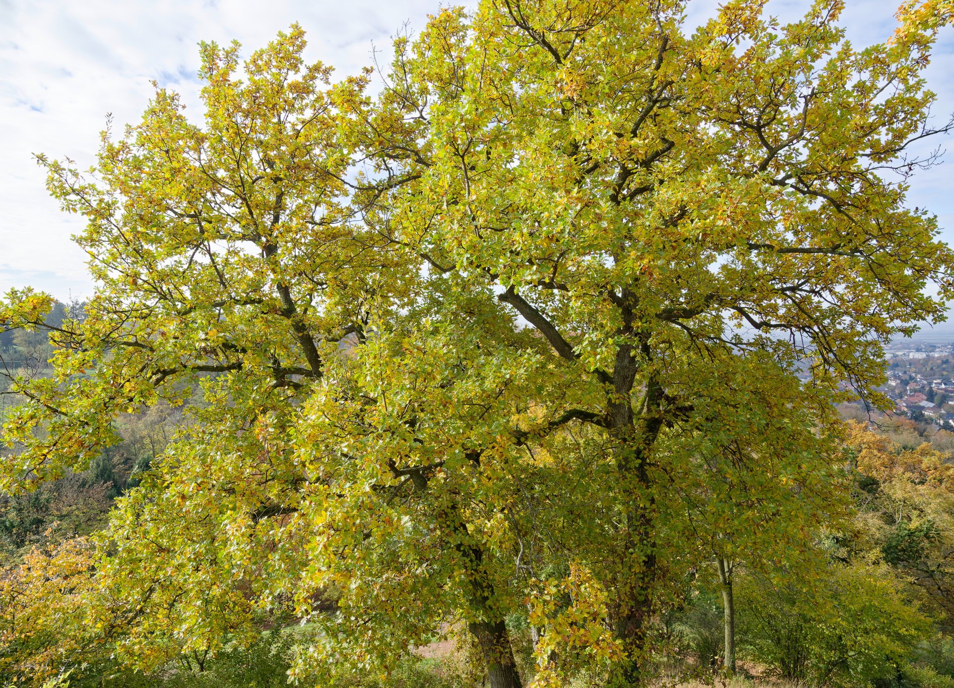 QUERCUS pubescens / Chêne pubescent - Photo 1