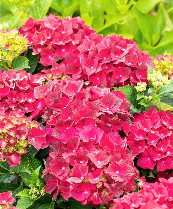 HYDRANGEA M. 'MAGICAL RUBY TUESDAY'® / Hortensia rouge - Photo 1