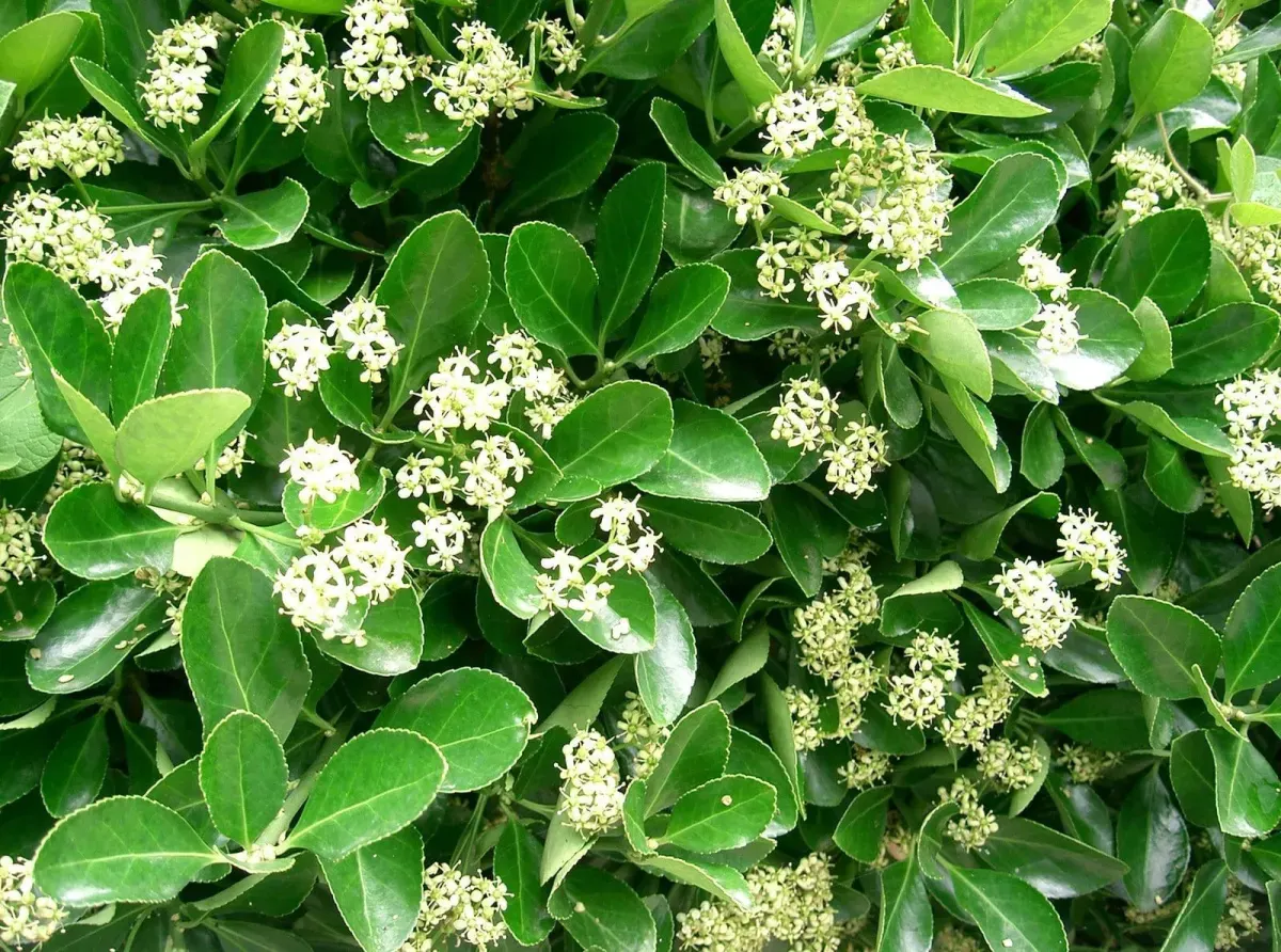 EUONYMUS japonicus / Fusain du Japon - Photo 2