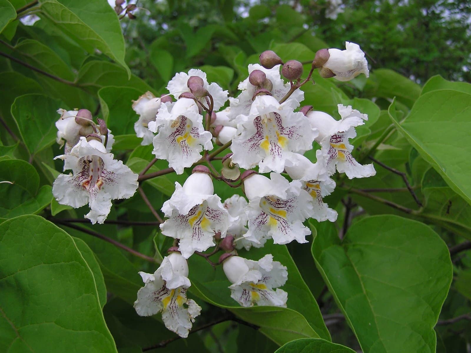 CATALPA bignonioïdes / Catalpa - Photo 3