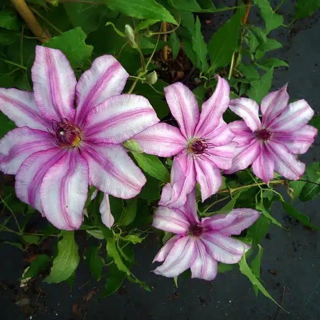 Clématite 'John Warren' - clematis - Photo 1