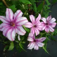 Clématite 'John Warren' - clematis - Photo 1