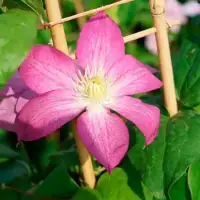 CLEMATIS 'Asao' - Clématite 'Asao' - Photo 1