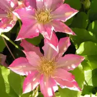 CLEMATIS 'Asao' - Clématite 'Asao' - Photo 3