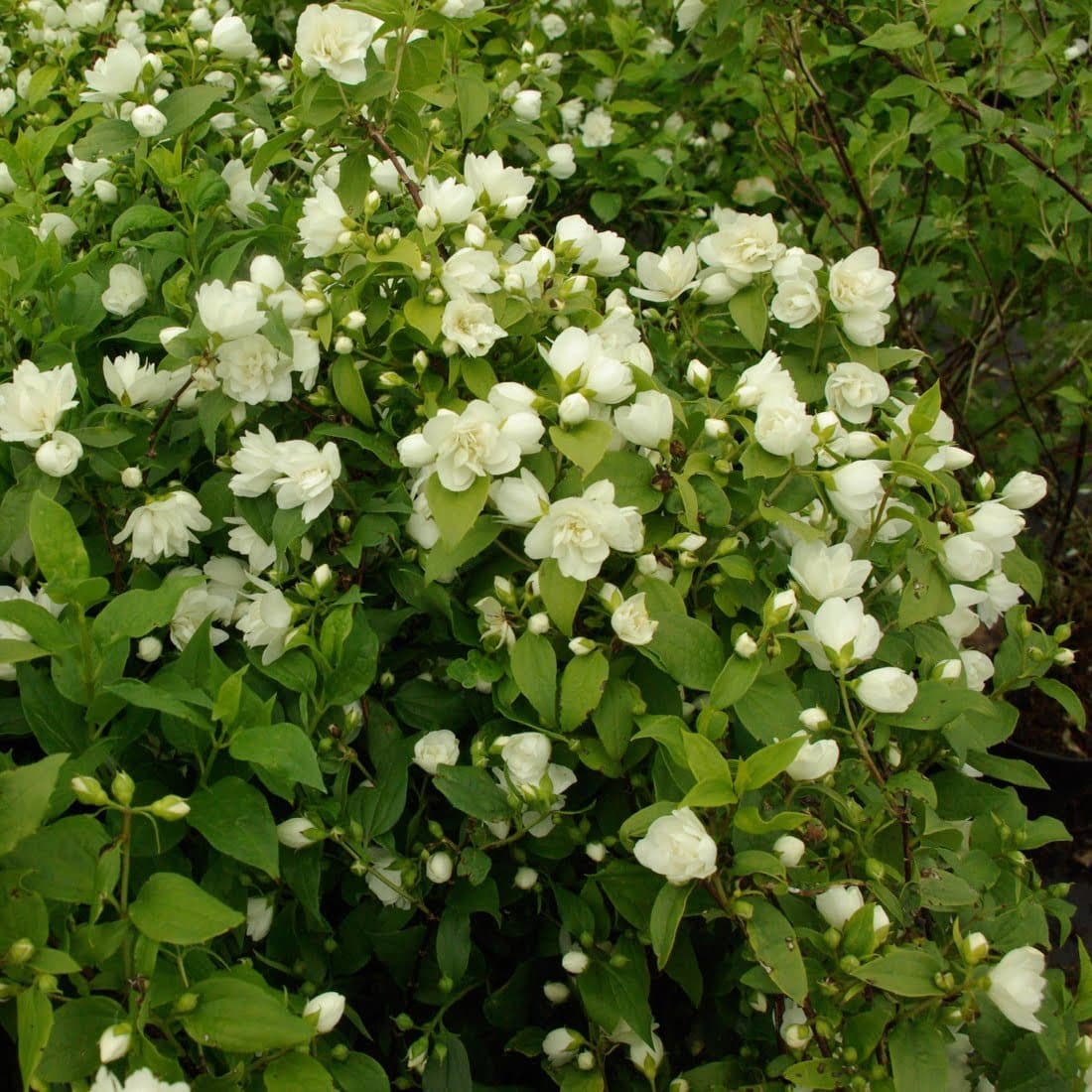PHILADELPHUS ‘Manteau d’Hermine’ / Seringat 'Manteau d'Hermine' - Photo 2