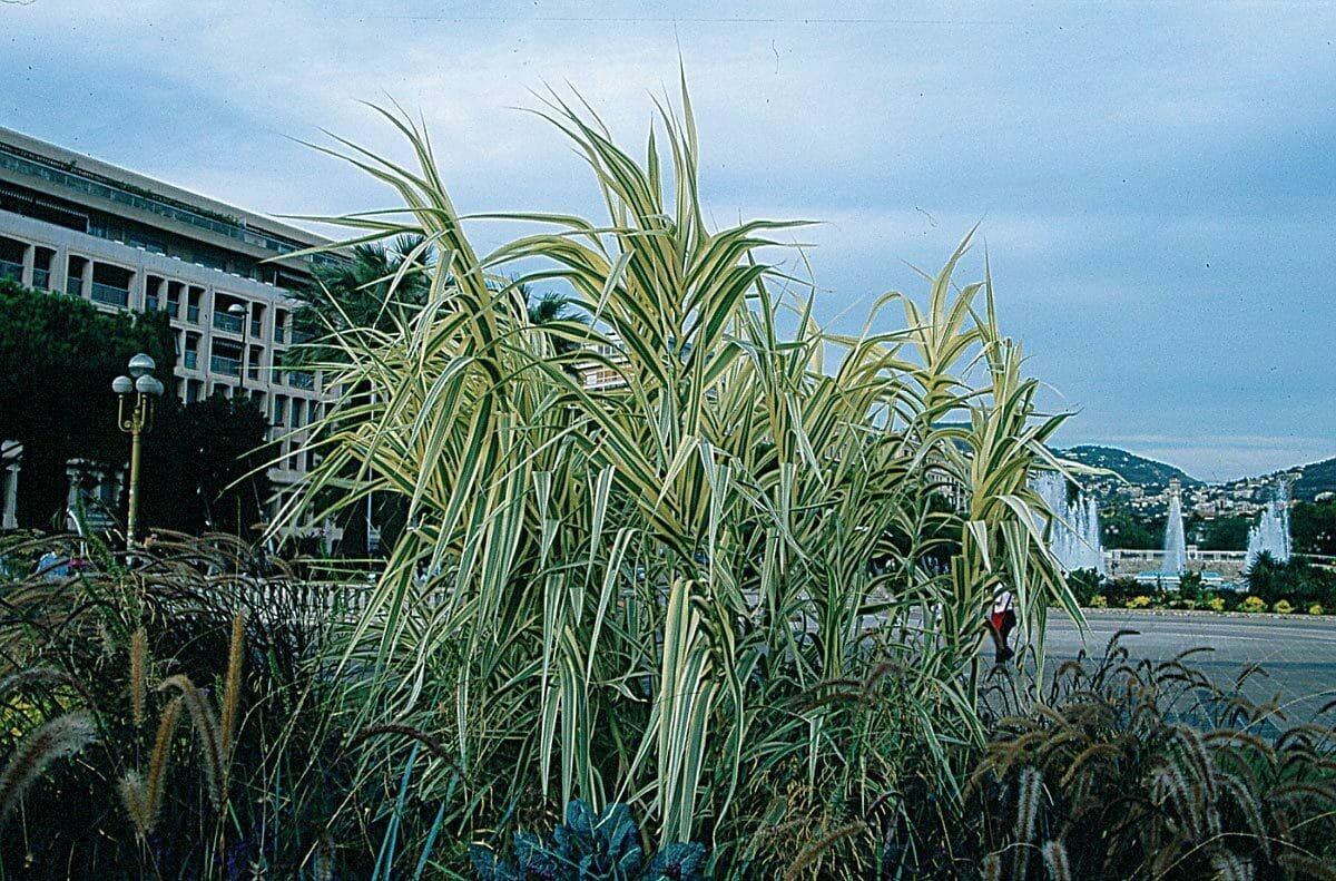 ARUNDO donax variegata / Arundo donax 'Variegata - Photo 1