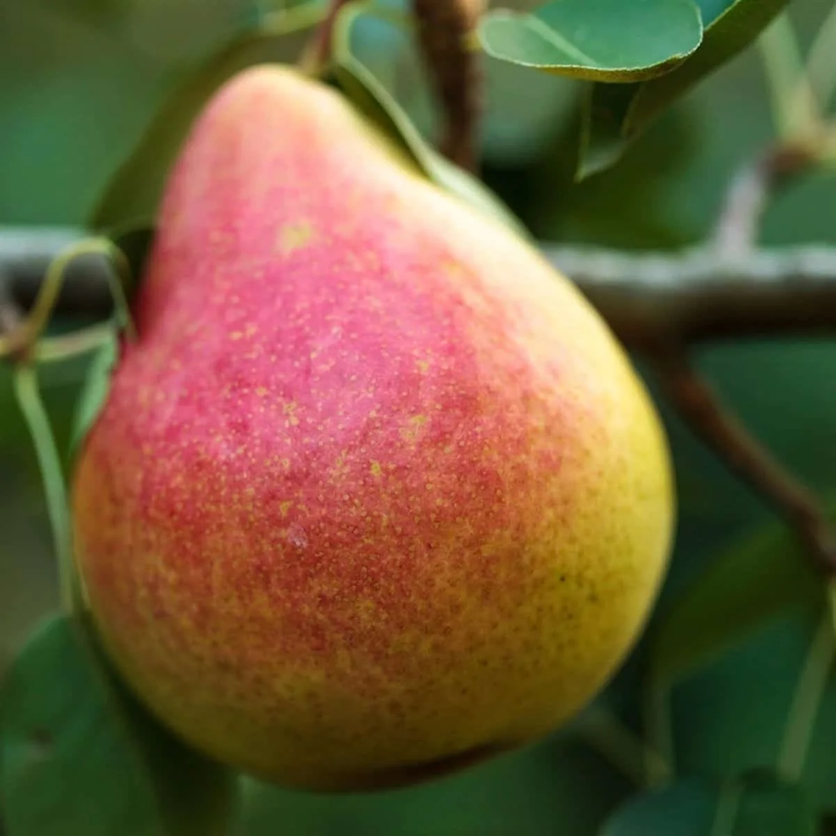 Pyrus domestica 'Louise Bonne' / Poirier Louise Bonne
