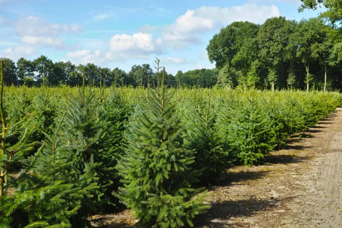 ABIES nordmanniana / Sapin de Nordmann - Photo 2