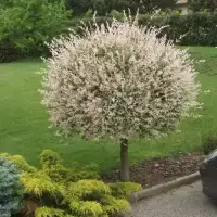 SALIX integra ‘Hakuro Nishiki’ / Saule crevette 'Hakuro Nishiki' - Photo 2