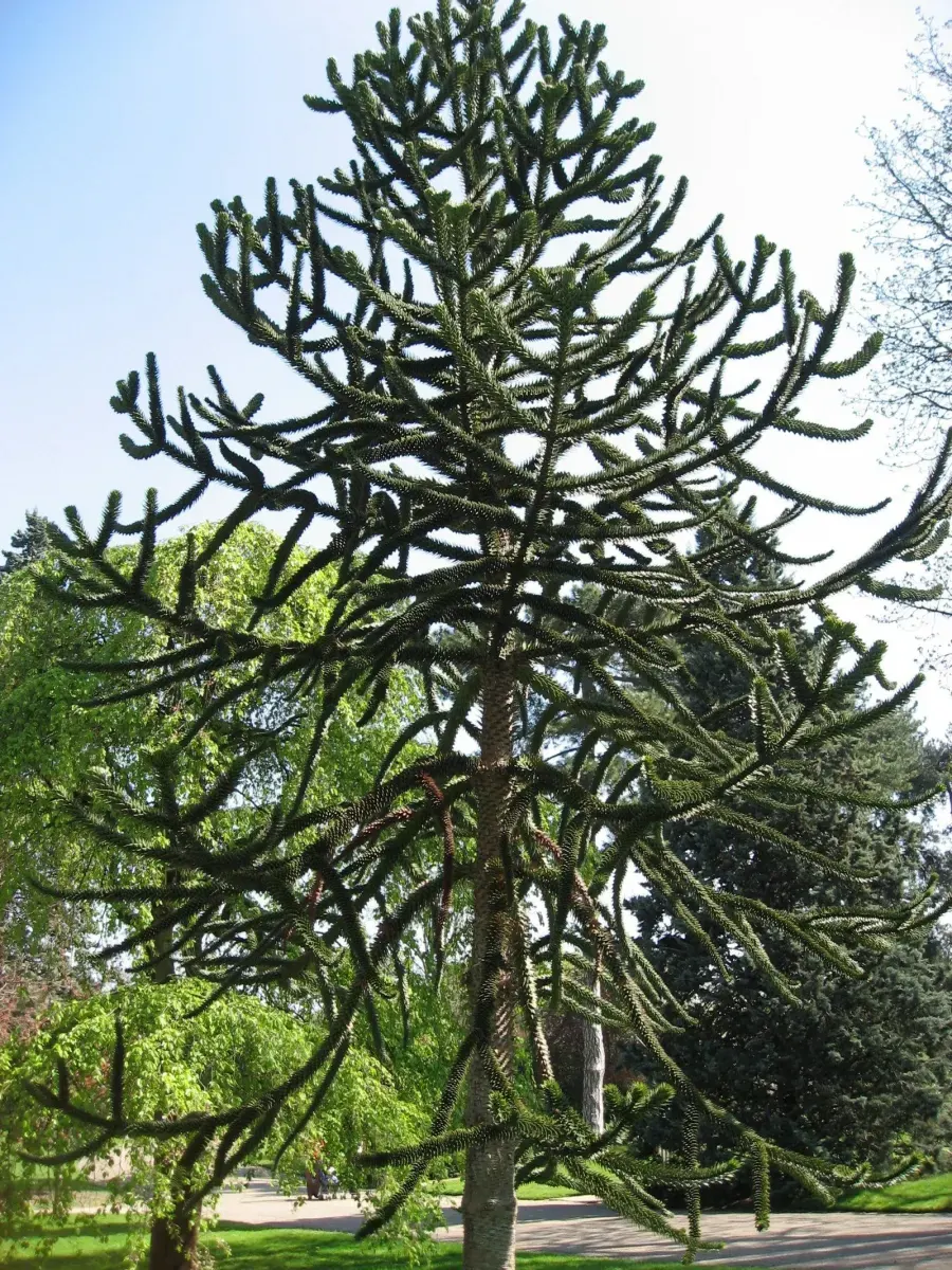 ARAUCARIA araucana / Désespoir des singes - Photo 2