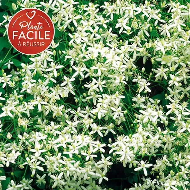 Clématite flammette - clematis flammula