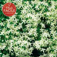 Clématite flammette - clematis flammula - Photo 1