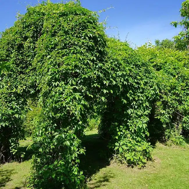 Vigne vierge quinquefolia 'Engelmannii'- parthenocissus - Photo 2