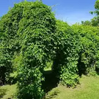 Vigne vierge quinquefolia 'Engelmannii'- parthenocissus - Photo 2