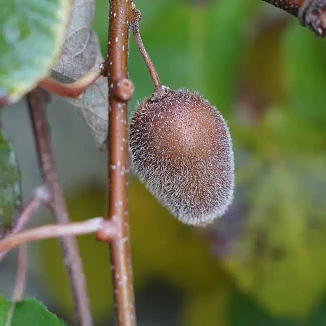 Kiwi autofertile 'Solissimo®' (Renact) - actinidia chinensis - Photo 2