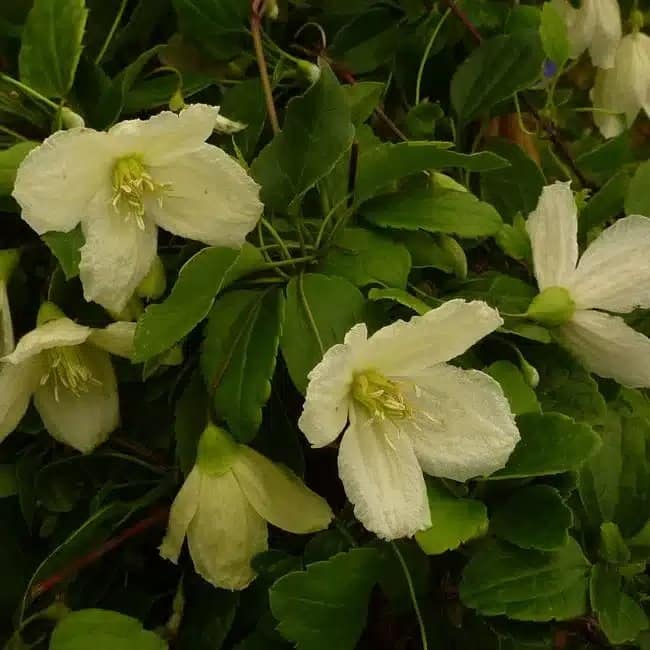Clématite de Noël 'Wisley Cream'- clematis cirrhosa - Photo 3