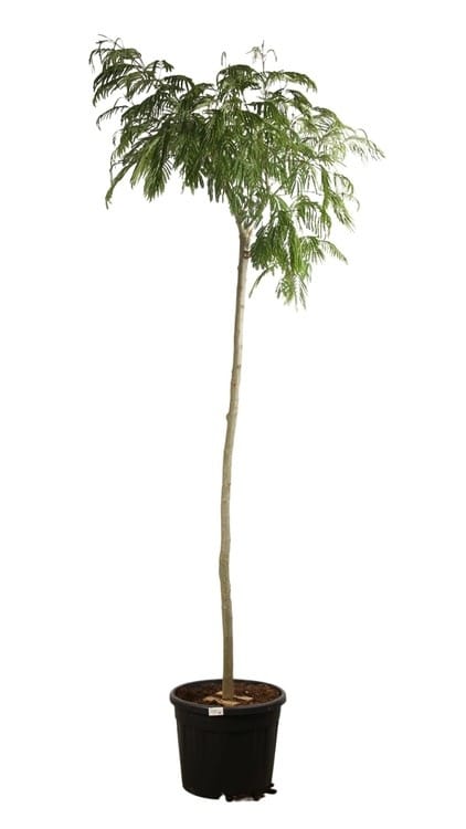 12/14 cm Motte/Pot de 55L