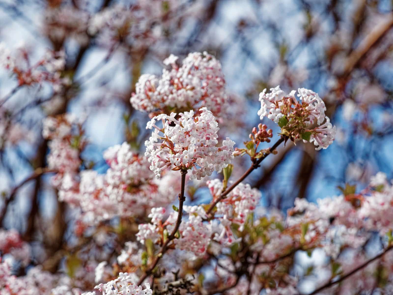 VIBURNUM x bodnantense / Viorne d'hiver - Photo 5