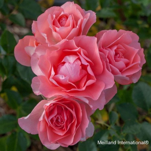 ROSIER buisson 'Jardin de France' / Rosier buisson 'Jardin de France' à fleurs groupées - Photo 1