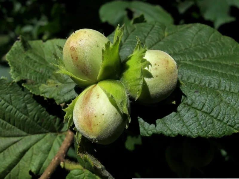 CORYLUS avellana 'Coxford' / Noisetier 'Coxford' - Photo 2
