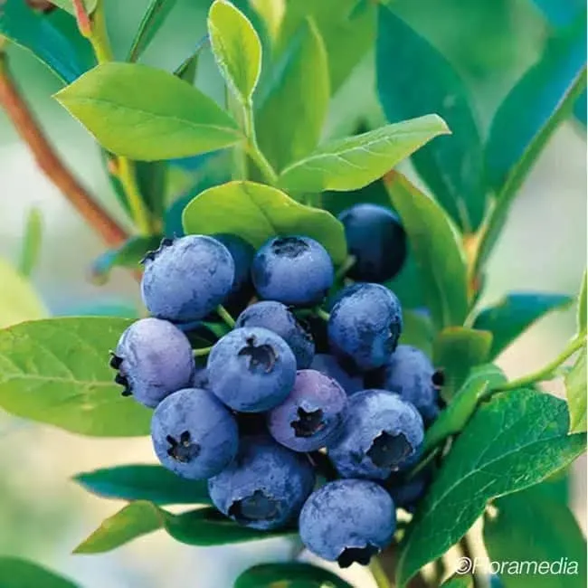 Myrtille 'Goldtraube' - vaccinium corymbosum