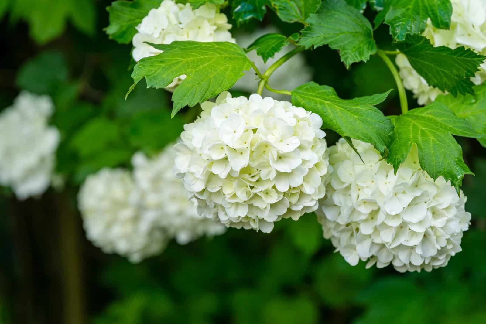 VIBURNUM Opulus ‘Roseum’ / Boule de neige - Photo 4