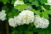 VIBURNUM Opulus ‘Roseum’ / Boule de neige - Photo 4