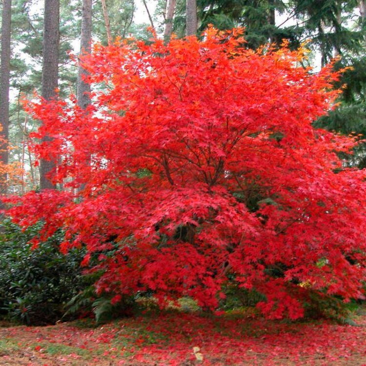 ACER PALM. 'OSAKAZUKI' / Erable du Japon Osakazuki - Photo 1