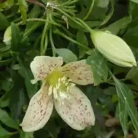 Clématite de Noël 'Balearica' - clematis cirrhosa - Photo 1