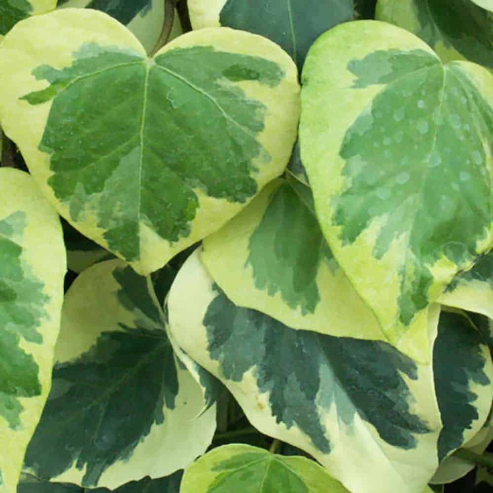 HEDERA colchica ‘Dentata Variégata’ / Lierre de Colchide 'Dentata Variegata' - Photo 2