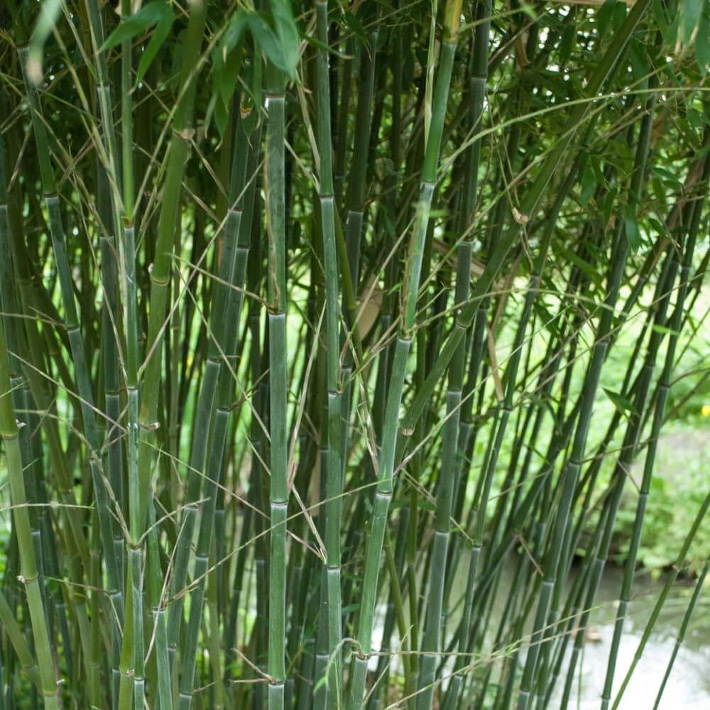 Phyllostachys bissetii / Bambou vert - Photo 1