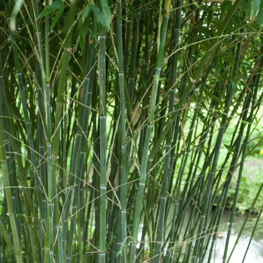 Phyllostachys bissetii / Bambou vert