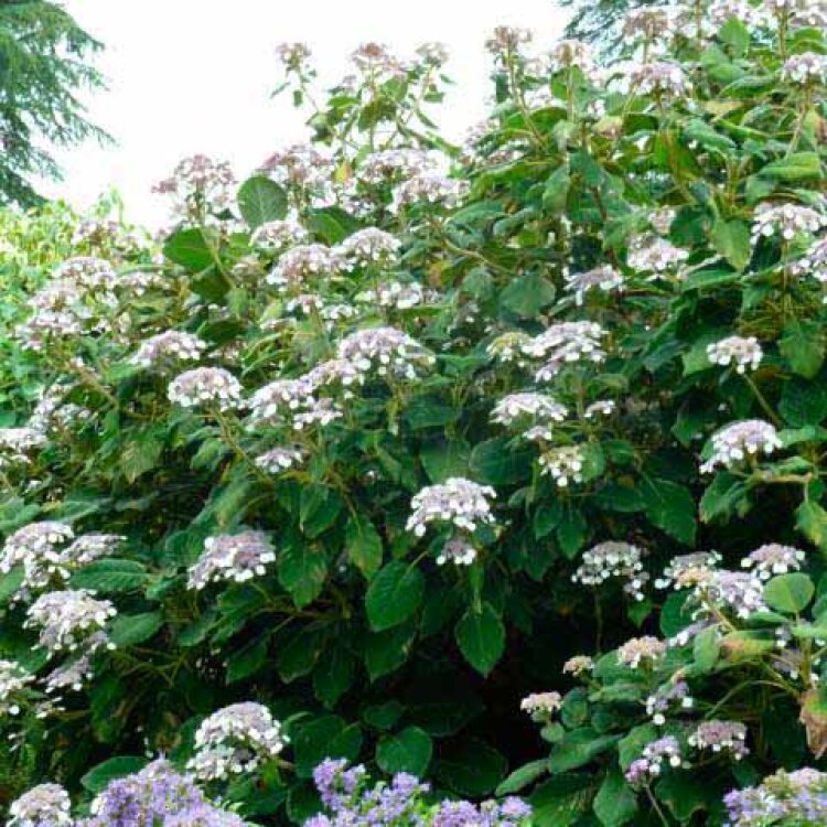 HYDRANGEA aspera macrophylla / Hortensia arbustif à grandes fleurs - Photo 1