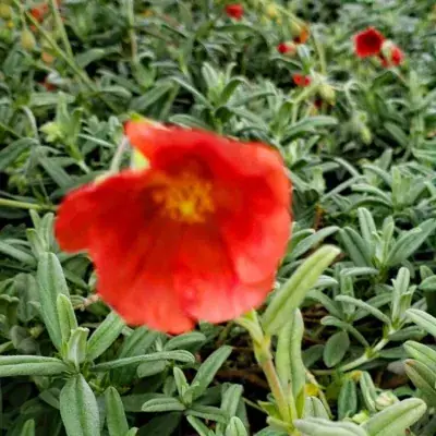 HELIANTHEMUM 'FIRE DRAGON' / Hélianthème - Photo 1