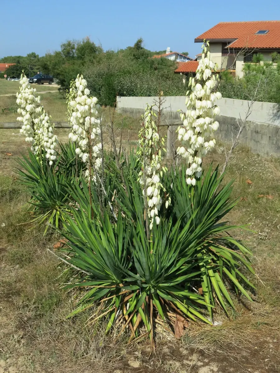 YUCCA filamentosa / Yucca filamentosa - Photo 1