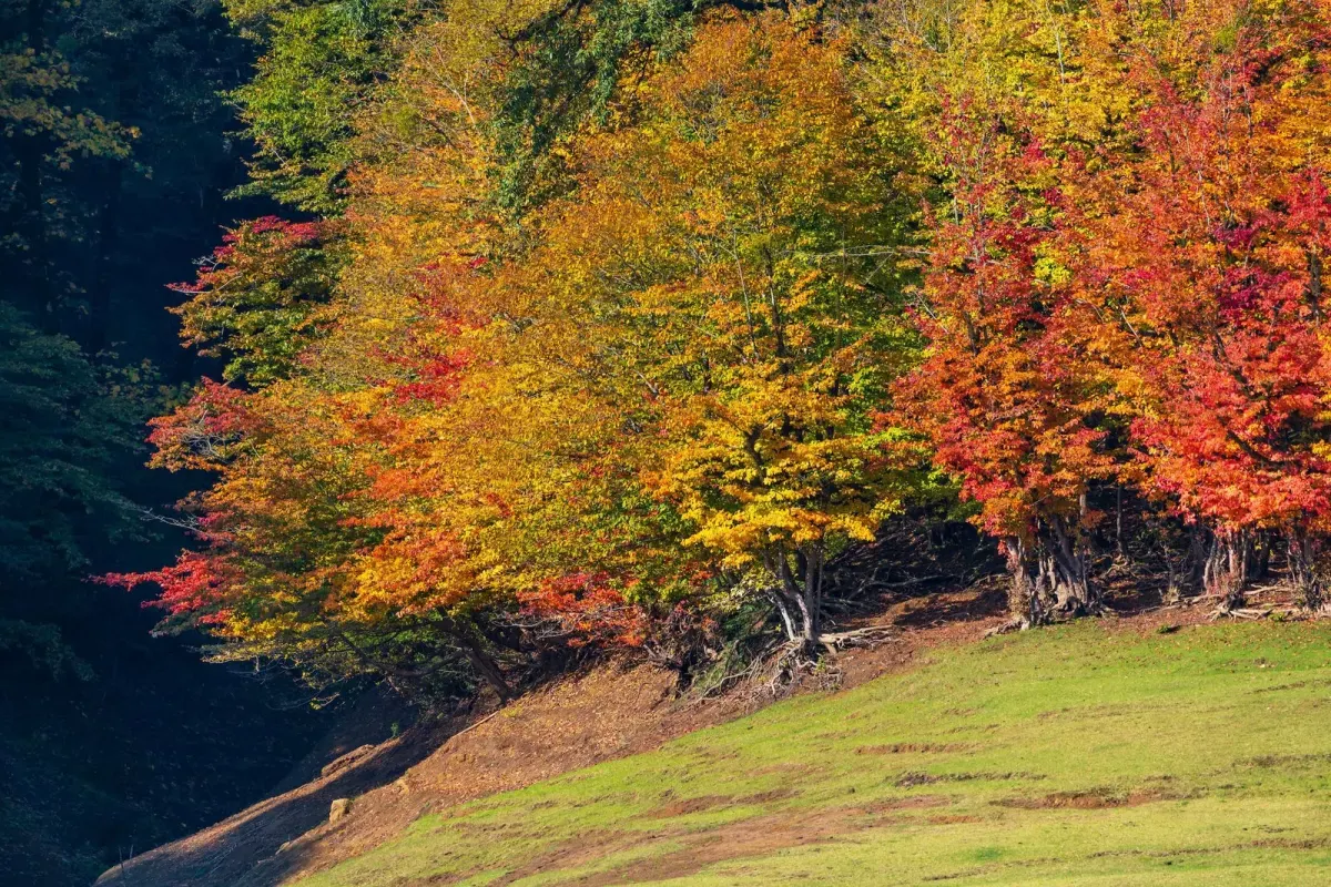 PARROTIA persica / Arbre de fer - Photo 1