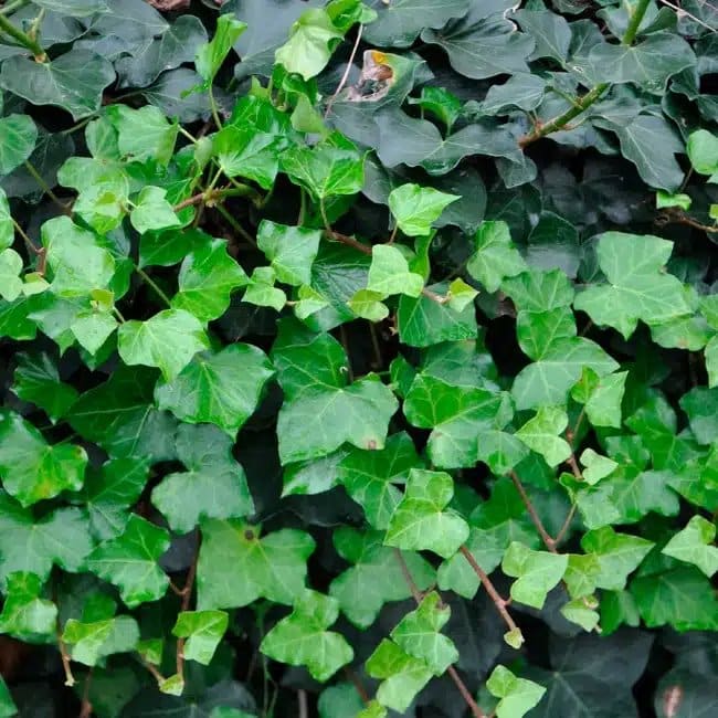 Lierre d'Irlande - hedera helix hibernica - Photo 3