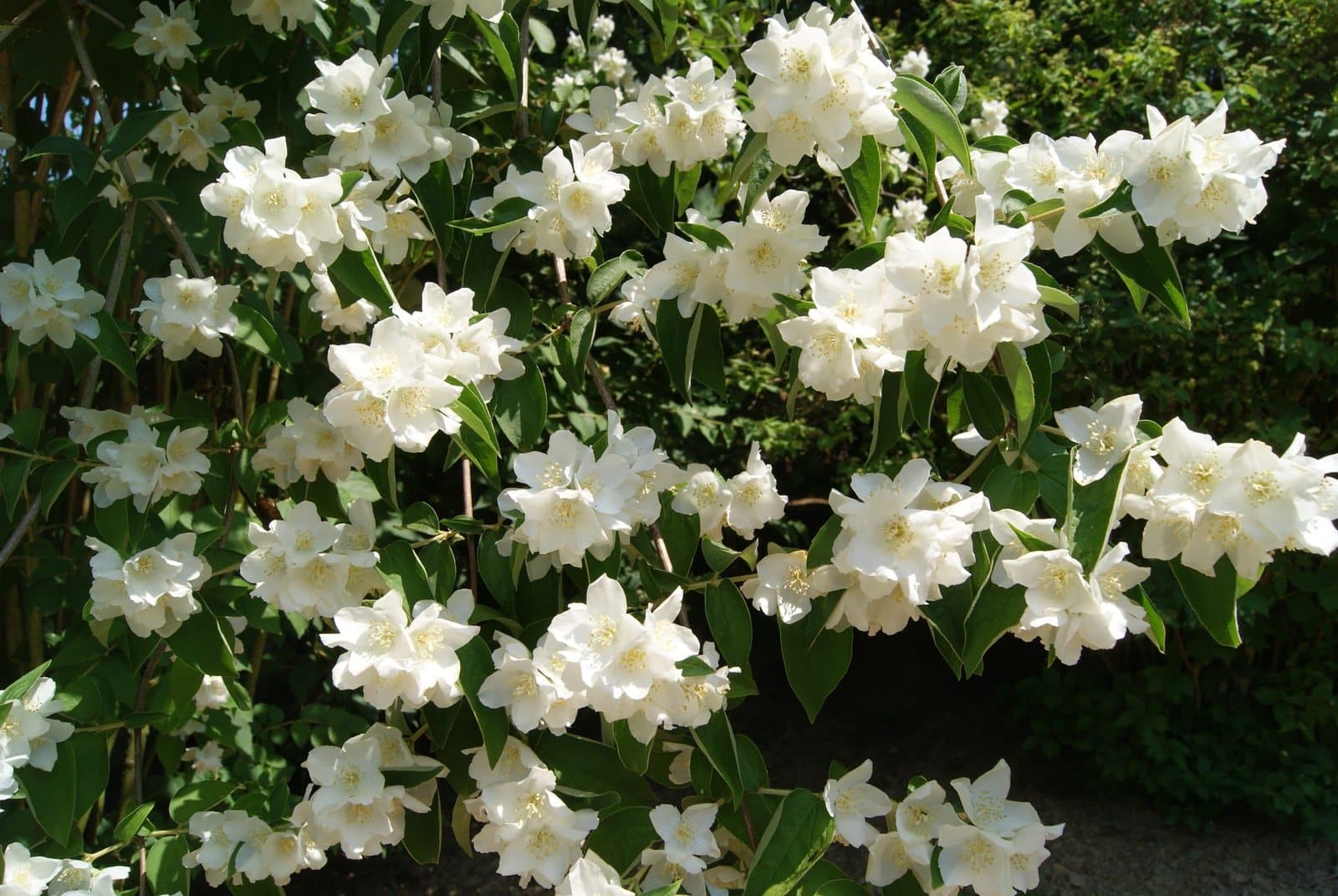 PHILADELPHUS ‘Belle Etoile’ / Seringat 'Belle Etoile' - Photo 2