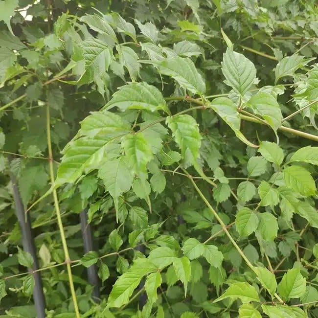 BIGNONE de Virginie - campsis radicans - Photo 1