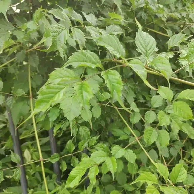 BIGNONE de Virginie - campsis radicans