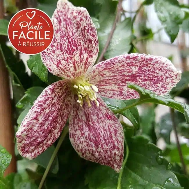 Clématite de Noël 'Freckles' - clematis cirrhosa - Photo 1