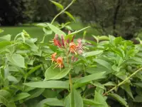 LONICERA henryi / Chèvrefeuille de Henry - Photo 3