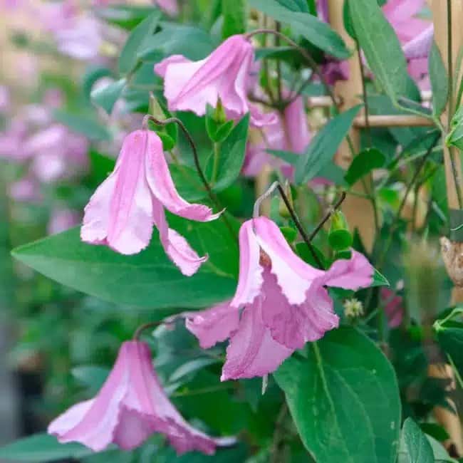 CLEMATIS integrifolia 'Alionushka' - Clématite 'Alionushka' - Photo 4