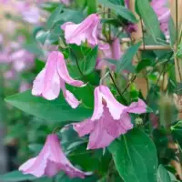 CLEMATIS integrifolia 'Alionushka' - Clématite 'Alionushka' - Photo 4