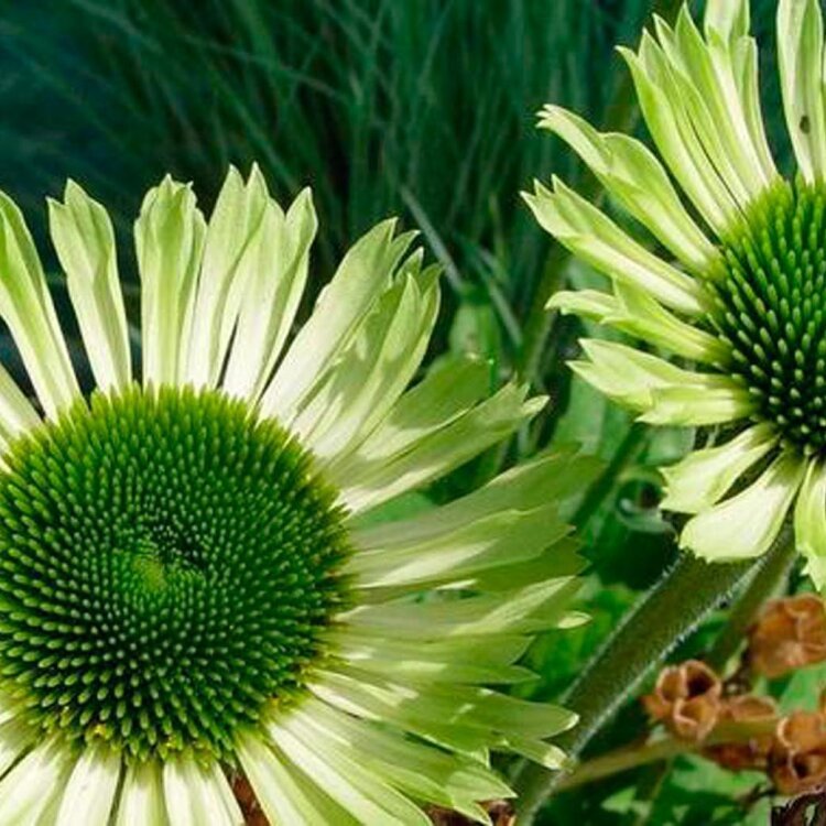 ECHINACEA PURP. 'GREEN JEWEL' / Échinacée pourpre vert pomme - Photo 1